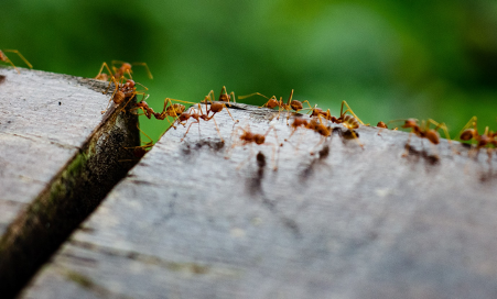 ants on a wood 
