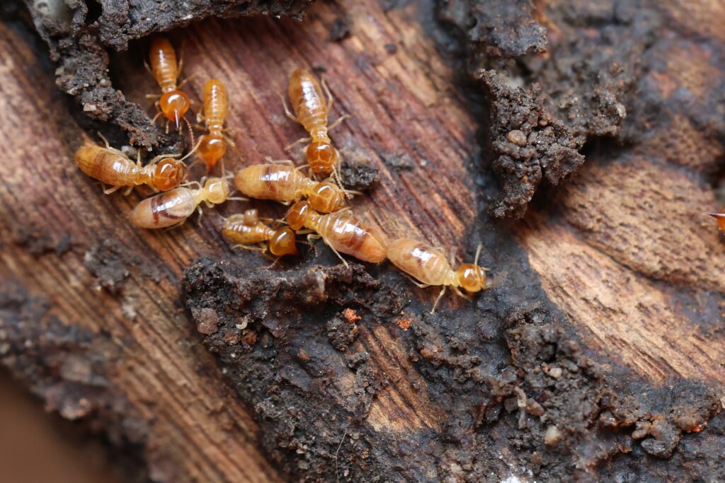 termites on a log