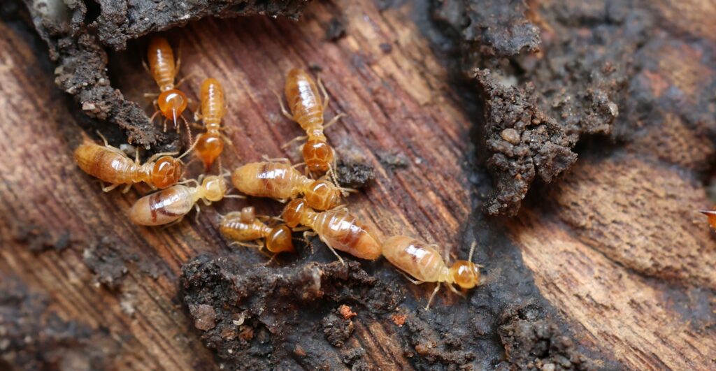 Termites on log