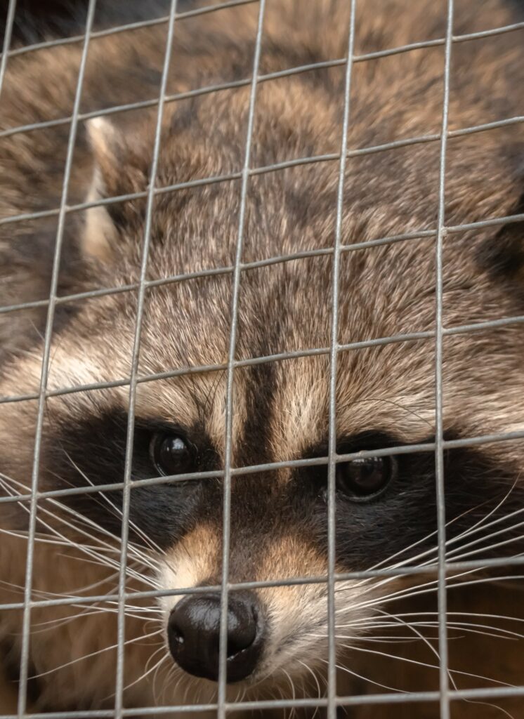 Raccoon In a cage