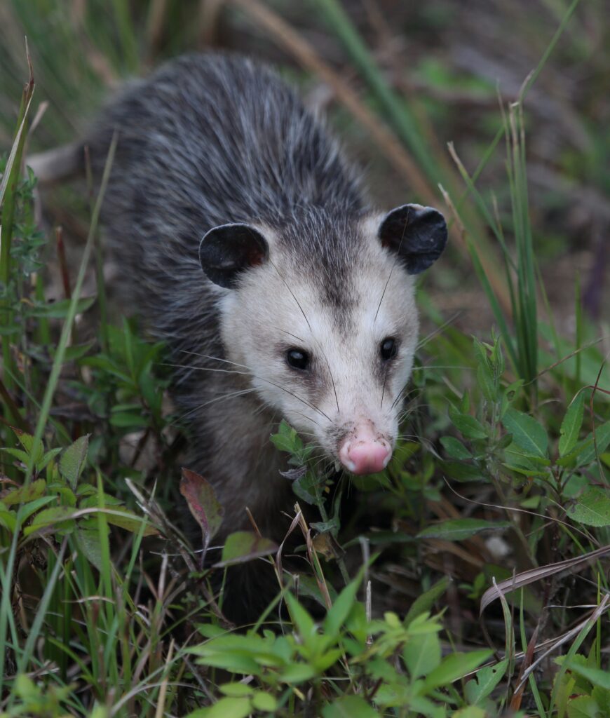 Opossum in grass